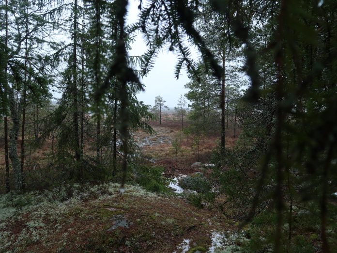 Metsä 3 by Freija Özcan