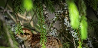 Luomakunta-sarjassa tavataan pyy, joka sai taivaallisen hoviväen nauramaan pyy puun oksalla