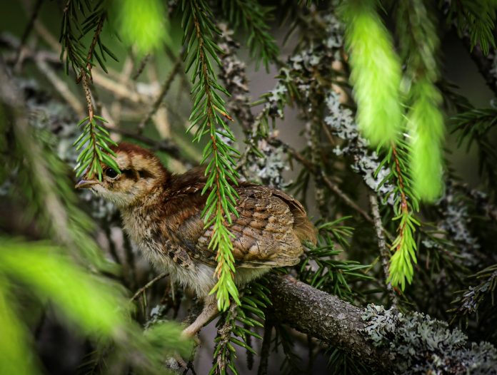 pyy_poikanen2_byOlliSeppli 1 of 1 pyy puun oksalla