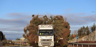 Turun tuomiokirkon joulukuusi matkasi Mynämäestä – katso video
