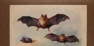 Kirkkoja ehdotetaan lepakoille levähdyspaikoiksi Englannissa