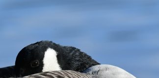 Luomakunta-sarjassa kanadanhanhi katsoo Jumalan silmällä