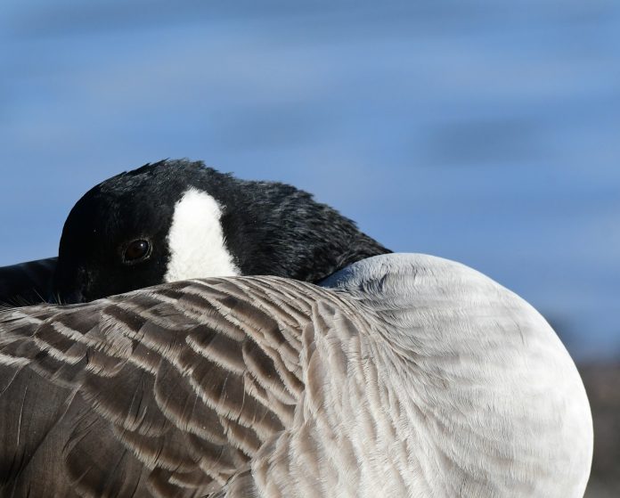 kanadanhanhi4_byOlliSeppälä (1 of 1)