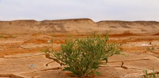 Raikkaasti Raamatusta: Ympäristökriisi on vakava etsikkoaika, jossa olemme Kristuksen kanssa