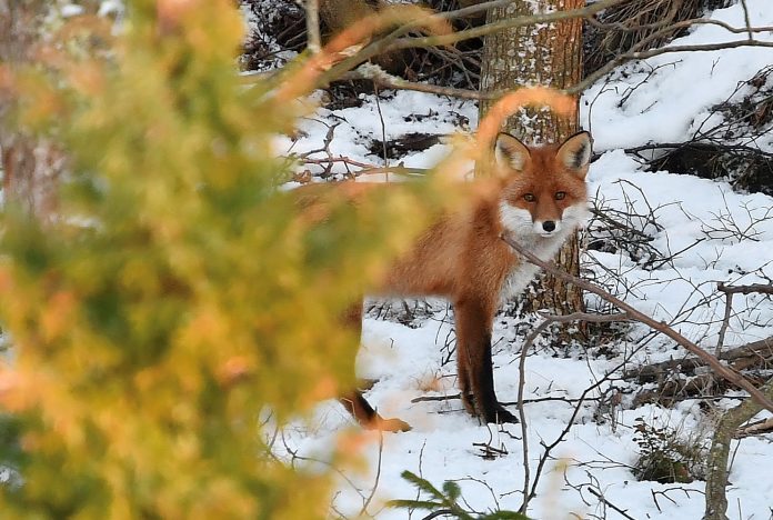 kettu_MarttiSantakari