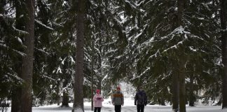 Kolme ihmistä kävelee lumista tietä poispäin korkeista kuusista.