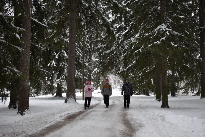 Kolme ihmistä kävelee lumista tietä poispäin korkeista kuusista.