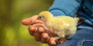 Raikkaasti Raamatusta: Raamatussa luottamus on totta keskellä vaikeuksia