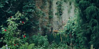 Hartaus: Haluaisin olla kuin villiintynyt puutarha