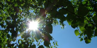Hartaus: Auringon hevoset taivaanlaen korkeudessa Auringon valo siivilöityy vihreän lehvästön läpi.