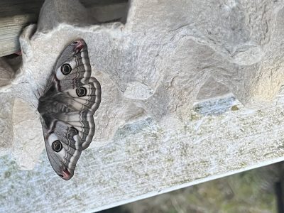 Harmaasävyinen suuri yöperhonen lepää kennomaisen pahvipakkauksen reunalla. Sen siivissä on näyttävät silmäkuviot ja aaltoilevat vaaleat sekä tummat reunakuviot, ja siipien kärjissä erottuu pieniä punertavia yksityiskohtia. Tausta on vaalea ja pehmeästi epätarkka.