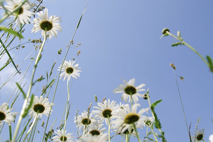daisies-5343423_1280by pixabay