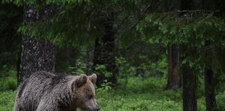 Luomakunta: Peto saarnatuolissa