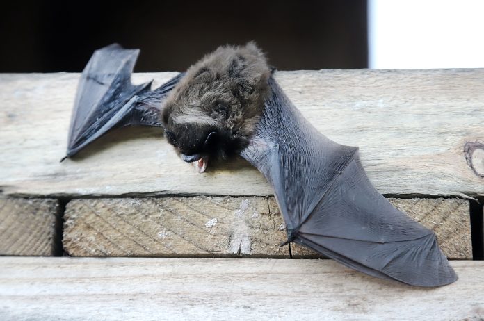 Põhja-nahkhiir_(Eptesicus_nilssonii)_2022 Lepakko siive avoinna lautakasan reunalla.