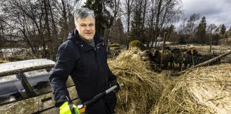 Kolumni: Hiljaisuus raivaa tilaa Sanan kuulemiselle Kuvassa harmaahiuksinen mies nostaa kuivanutta heinää talikolla