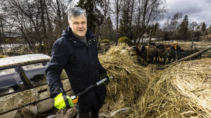 Kuvassa harmaahiuksinen mies nostaa kuivanutta heinää talikolla