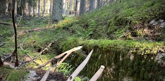 Luonnon henki — metsäretkellä voi törmätä melkein mihin vain Hirvieläimen valkea pääkallo lepää kuusimetsän sammalien päällä.