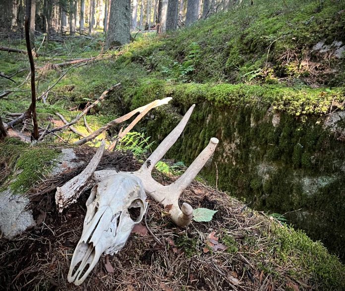 paakallo by Olli Seppala pienennetty Hirvieläimen valkea pääkallo lepää kuusimetsän sammalien päällä.