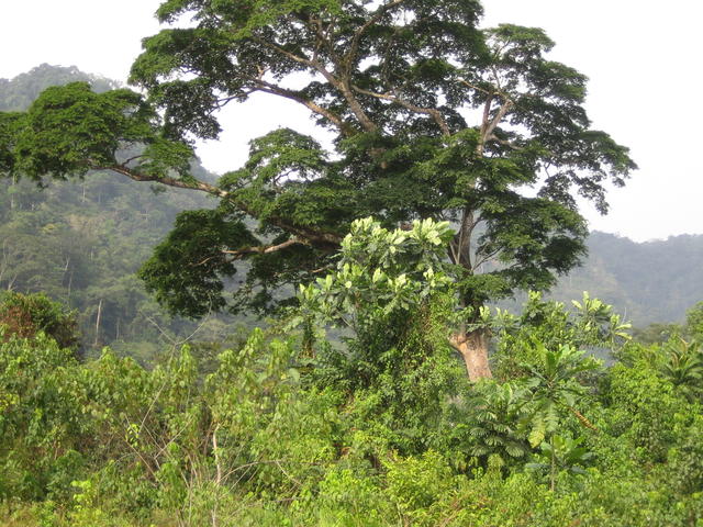 IMG_0079 korkea puu sademetsässä tien laidalla