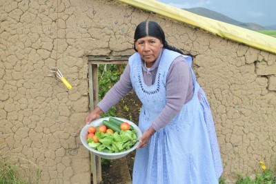 Bolivian Andeilla kasvavat tomaatit uusissa kasvihuoneissa