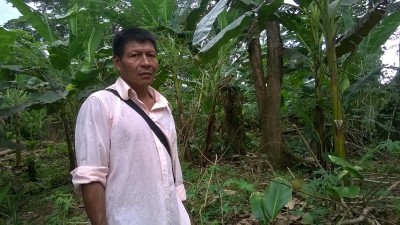 ruokabanaaniviljelmä elpyy tulvan jäljiltä Kolumbiassa